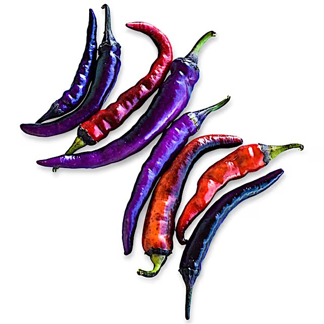 Buena Mulata peppers ripening through purple, orange, and red