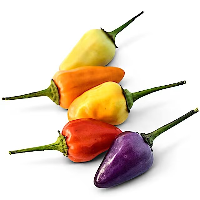 Chinese 5 Color peppers in a rainbow of ripening colors