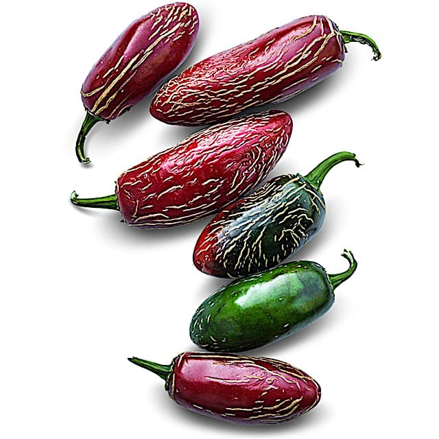 Zapotec jalapeños showing ridged skin and mixed colors